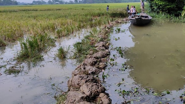 জগন্নাথপুরে ঢুকছে পানি, ঝুঁকিতে হাওরে ফসল